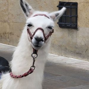 Meet your Posher, Saleem